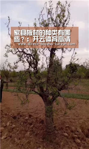 开云体育高清直播